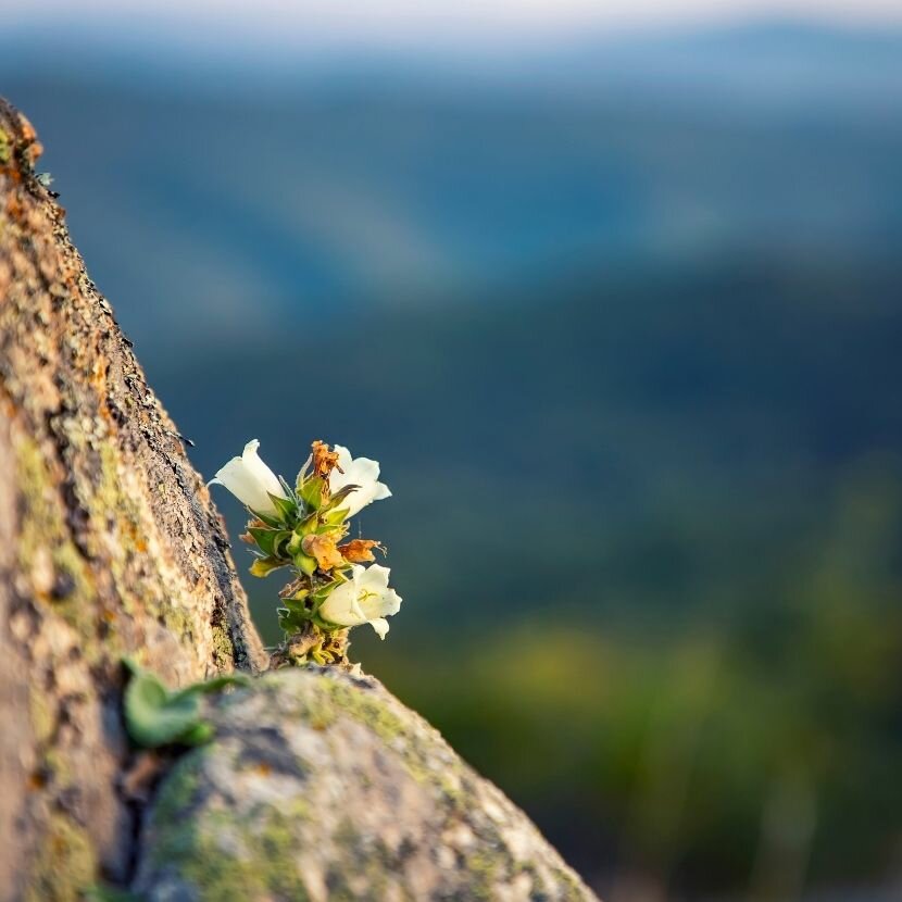 Creating Meaningful Celebration of Life Ceremonies